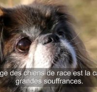 pain_pedigree_pups_vgn_1