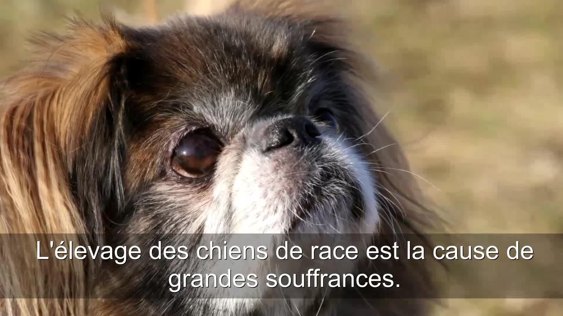 pain_pedigree_pups_vgn_1